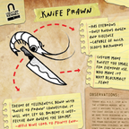 Knife Prawn - Vinyl Sticker [3" x 4"]